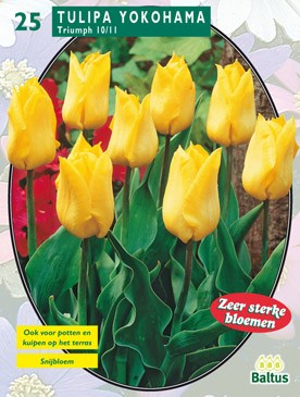 https://www.warentuin.nl/media/catalog/product/1/7/1778717154004939_baltus_bollen_tulipa_aff2.jpg