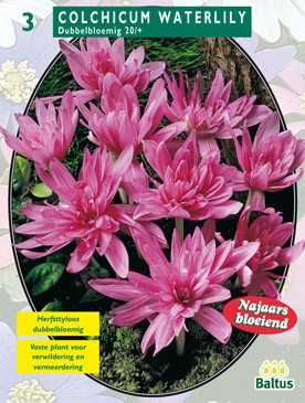 Baltus Herfstbl. Colchicum Waterlily per 3 - 