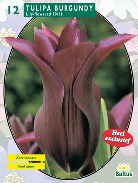 https://www.warentuin.nl/media/catalog/product/1/7/1778717154006575_baltus_bollen_tulipa_f4b9.jpg