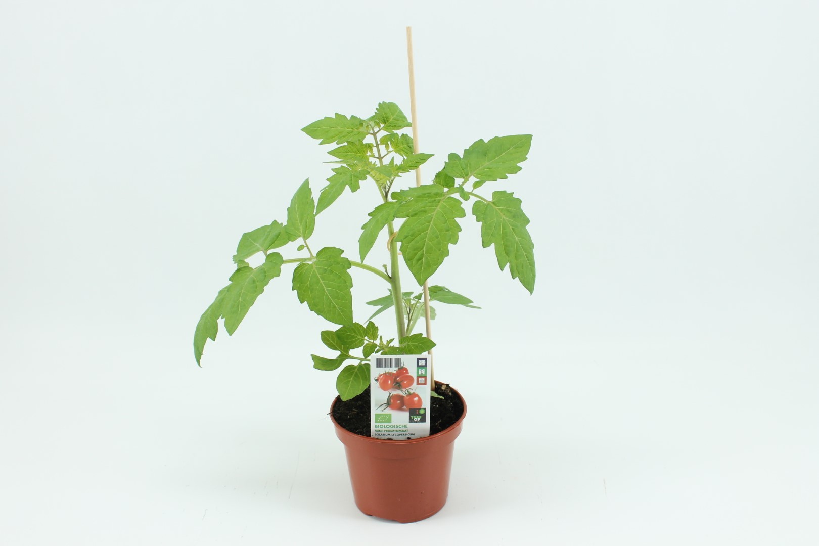 Tomaat, Mini pruimtomaat (12 cm pot) - Tuin Op Tafel