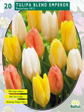 https://www.warentuin.nl/media/catalog/product/1/7/1778718546132322_baltus_bollen_tulipa_d55d.jpg