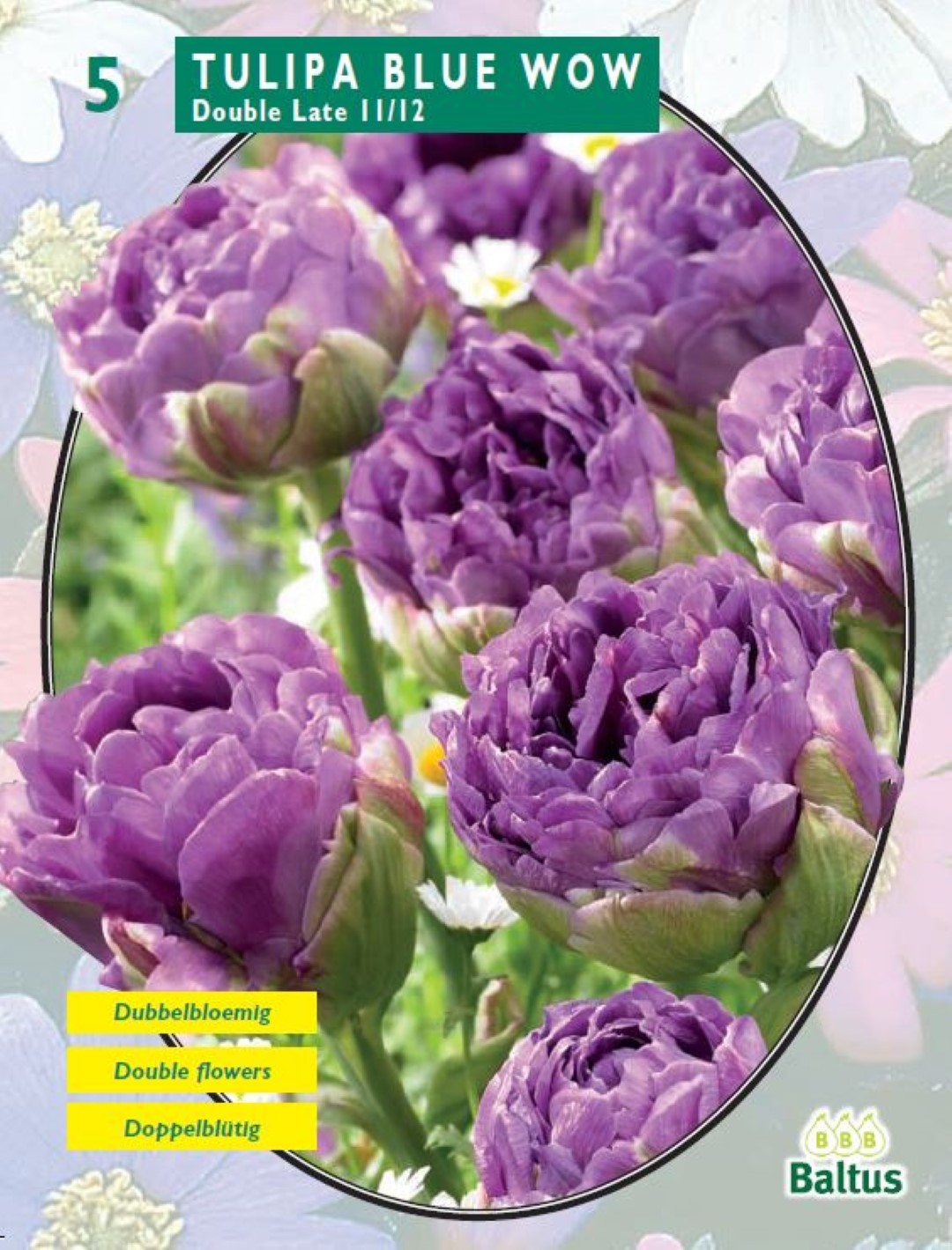 Tulipa Blue Wow per 5 Baltus