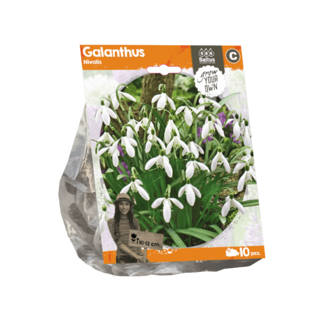 Galanthus Nivalis per 10 Baltus