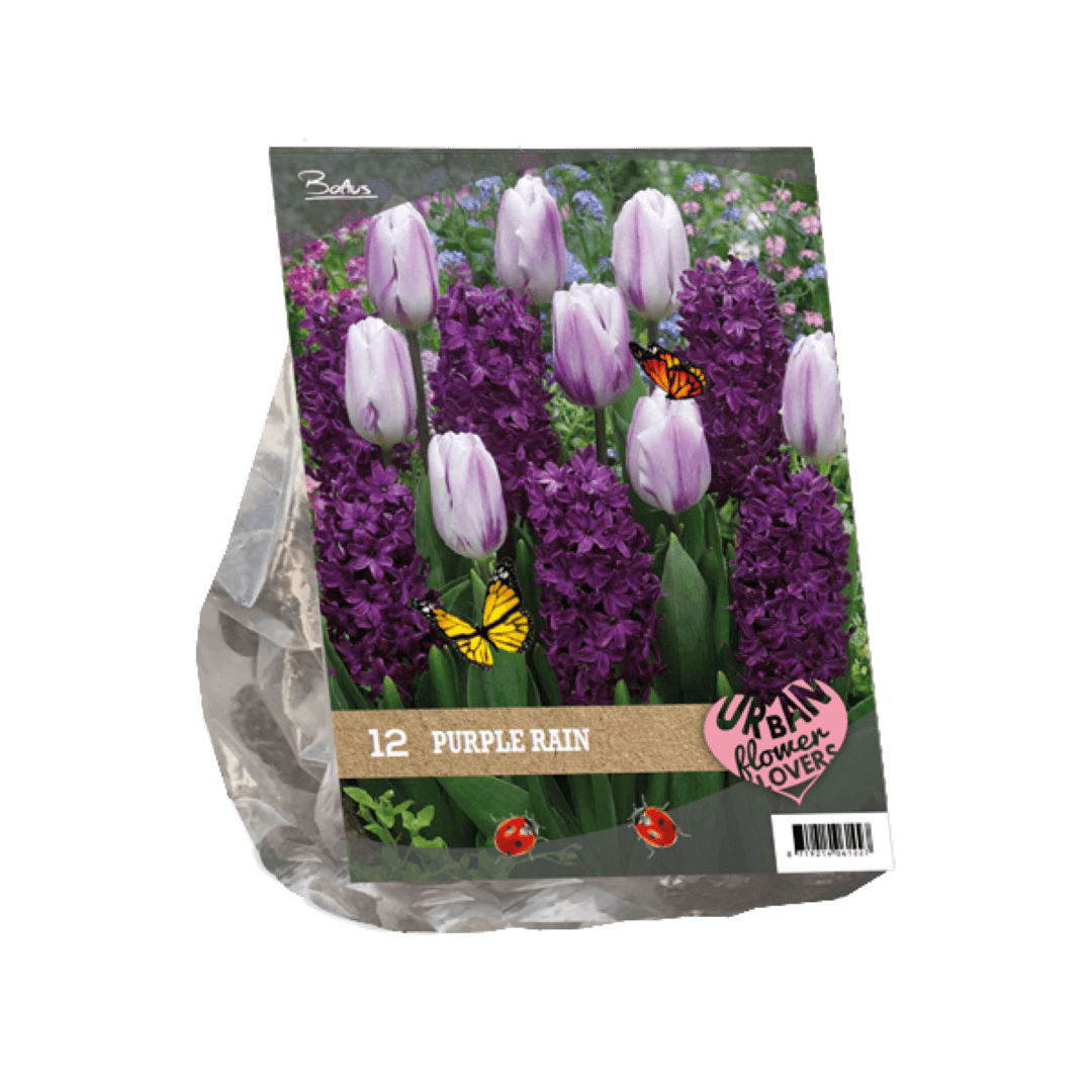 Urban Flowers Purple rain per 12 Baltus