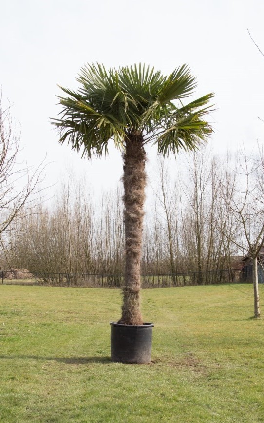 Bomenbezorgd.nl Chinese waaierpalm - Trachycarpus Fortunei 260 cm stamhoogte