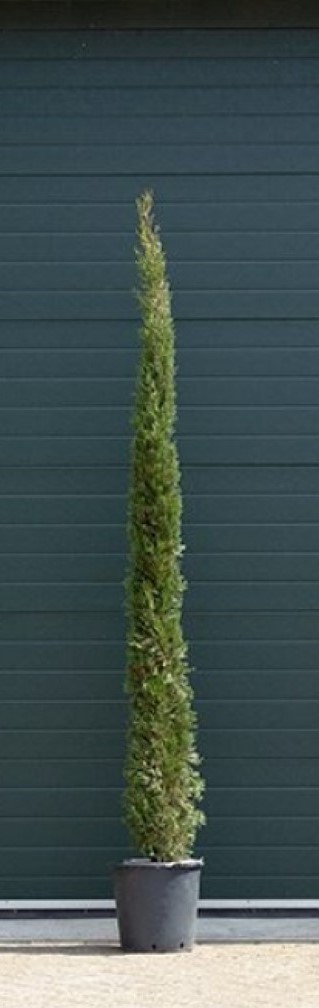 Italiaanse cipresboom - Cupressus sempr. ‘Pyramidalis' 200 - 250 cm totaalhoogte