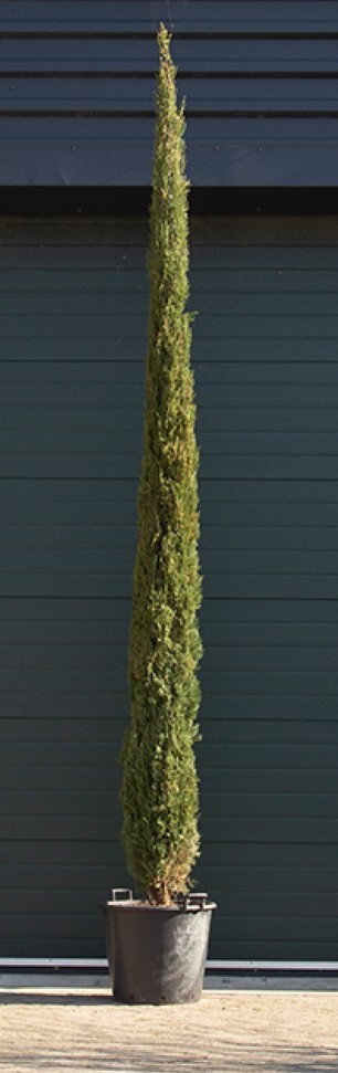 Italiaanse cipresboom - Cupressus sempr. ‘Pyramidalis' 400 - 450 cm totaalhoogte