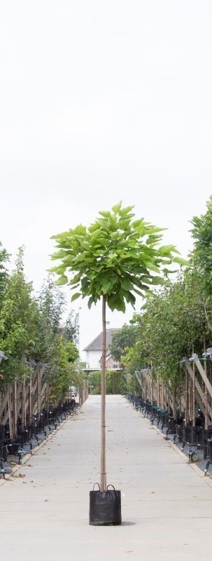 Bomenbezorgd.nl Bol Catalpa - Catalpa Bignoniodes ‘Nana' 220 cm stamhoogte (10 - 14 cm stamomtrek)