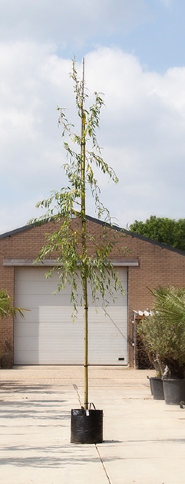 Treurwilg - Salix sepulcralis ‘Chrysocoma' 180 - 200 cm stamhoogte (10 - 14 cm stamomtrek)