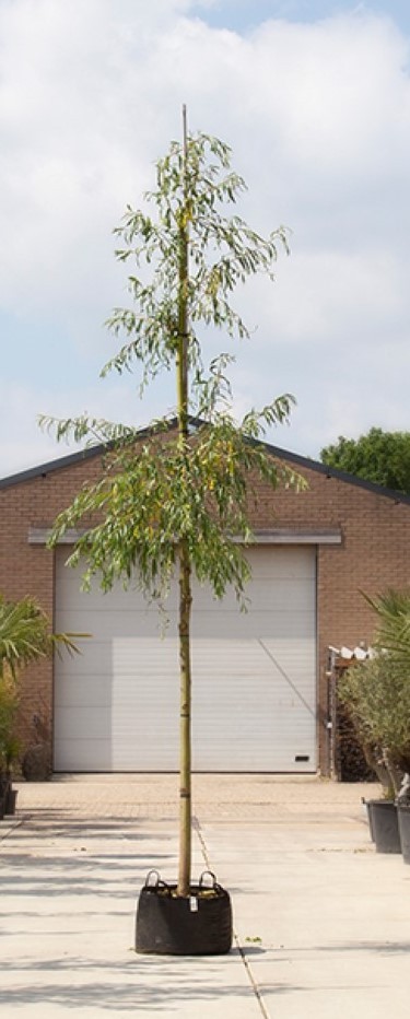 Bomenbezorgd.nl - Treurwilg 'Chrysocoma' - 300-350 cm totaalhoogte (14-18 cm stamomtrek) - ''Salix sepulcralis ‘Chrysocoma''