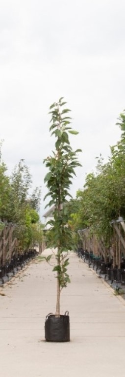 Bomenbezorgd.nl - Japanse zuil sierkers - 200-300 cm totaalhoogte (6-10 cm stamomtrek) - ''Prunus serr. ‘Amanogawa''