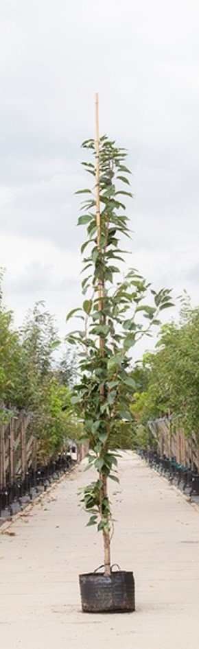 Bomenbezorgd.nl - Japanse zuil sierkers - 300-400 cm totaalhoogte - ''Prunus serr. ‘Amanogawa''