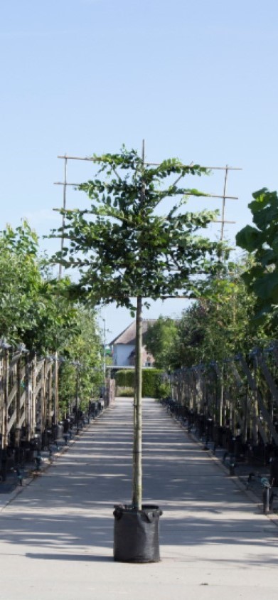 Haagbeuk als leiboom - Carpinus betulus 150 cm stamhoogte (8 - 12 cm stamomtrek)