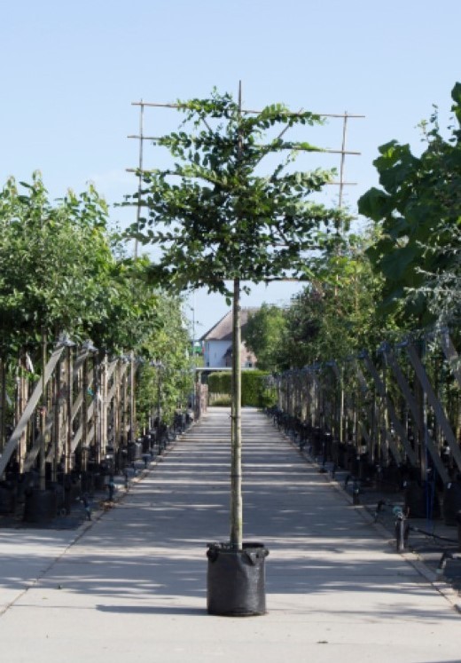 Bomenbezorgd.nl - Leiboom - Haagbeuk - 180 cm stamhoogte (8-12 cm stamomtrek) - ''Carpinus betulus''