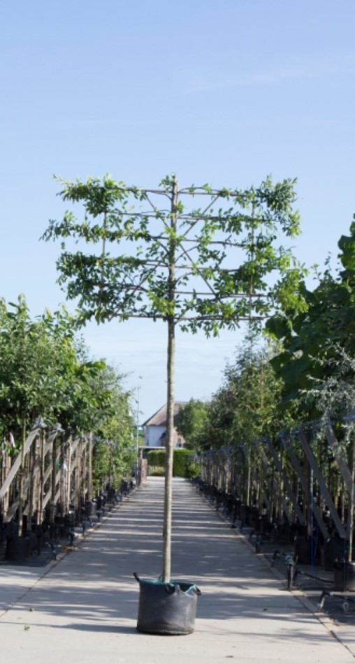 Bomenbezorgd.nl - leiboom - Zuil haagbeuk als leiboom - Totaalhoogte 270 cm (8-12 cm stamomtrek) - 150 cm stamhoogte - 'Carpinus betulus ‘Fastigiata''