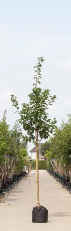 Bomenbezorgd.nl - Japanse sierkers - 300-400 cm totaalhoogte (10-14 cm stamomtrek) - ''Prunus serrulata ‘Kanzan''