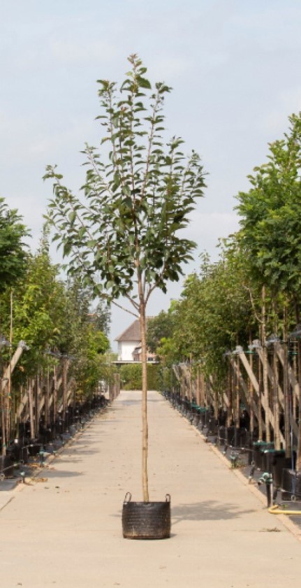 Bomenbezorgd.nl - Gewone Japanse sierkers - 400-500 cm totaalhoogte (14-18 cm stamomtrek) - ''Prunus serrulata ‘Kanzan''