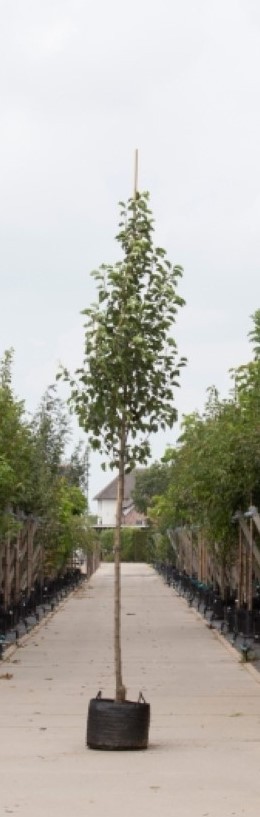 Sierpeer - Pyrus calleryana ‘Chanticleer' 300 - 400 cm totaalhoogte (10 - 14 cm stamomtrek)