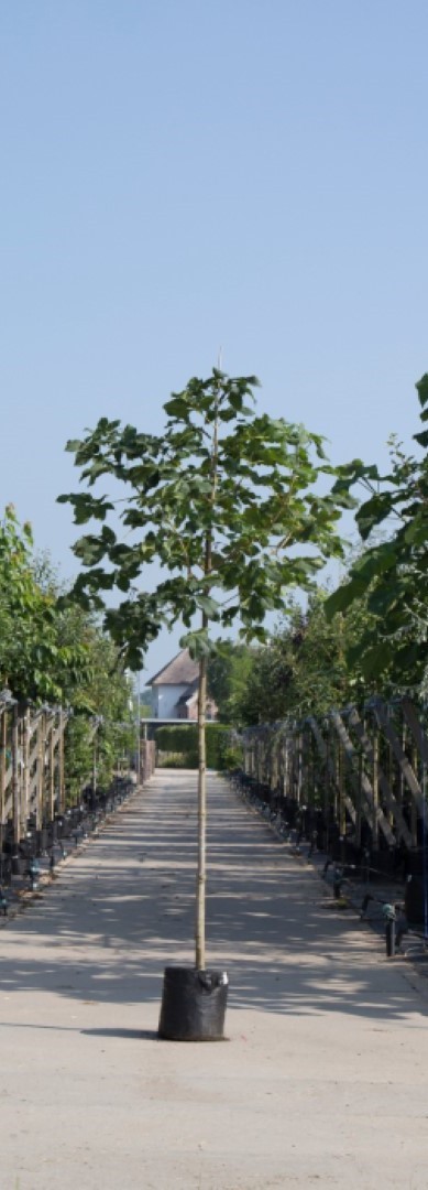 Rode paardenkastanje - Aesculus c. ‘Briotii' 200 - 300 cm totaalhoogte (6 - 10 cm stamomtrek)