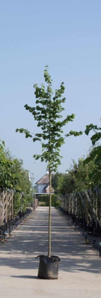 Bomenbezorgd.nl - Boom - Winterlinde - Totaalhoogte 200-300 cm (6-10 cm stamomtrek) - 'Tilia cor. ‘Greenspire''