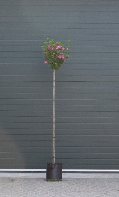 Hibiscus 'Woodbridge' hoogstam 4 - 8 cm stamomtrek 180 cm totaalhoogte