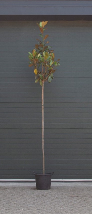 Magnolia grandiflora 250 - 300 cm totaalhoogte (8 - 10 cm stamomtrek)