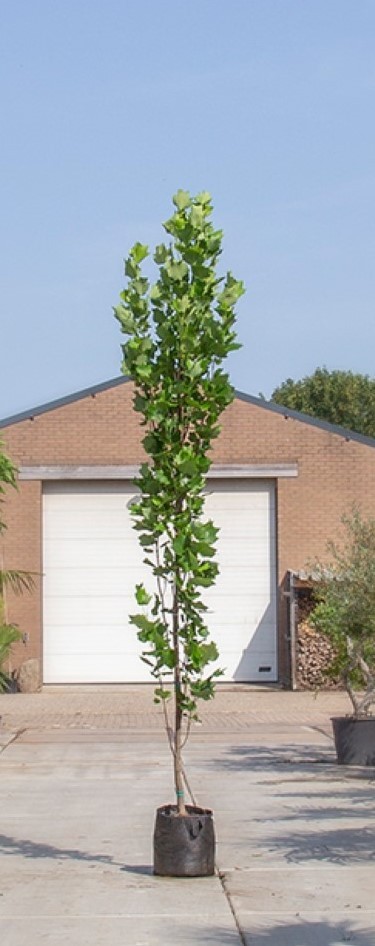 Zuil tulpenboom - ‘Liriodendron tulpifera Fastigiata’ 200 - 300 cm totaalhoogte (6 - 10 cm stamomtrek)