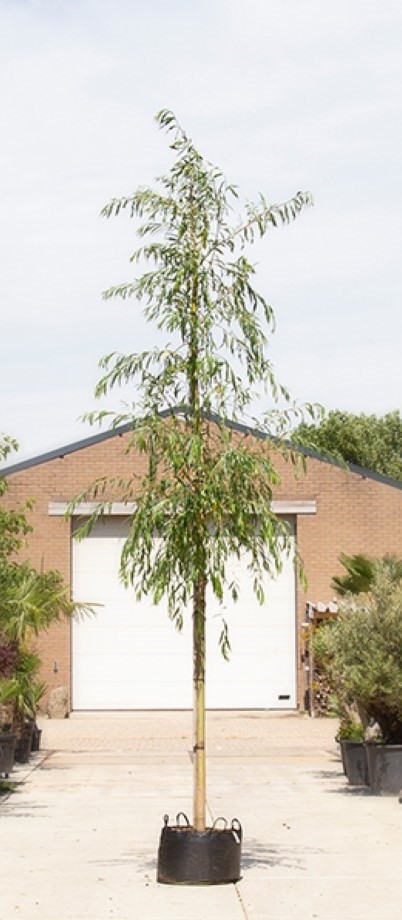 Bomenbezorgd.nl - Treurwilg - 220-240 cm Stamhoogte (18-20 cm Stamomtrek) - 400-450 cm totaalhoogte - ''Salix sepulcralis ‘Chrysocoma''