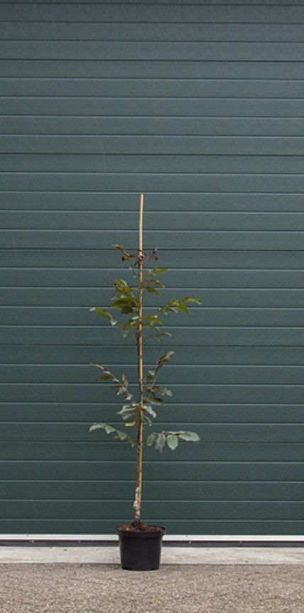 Bomenbezorgd.nl - Walnoot - Roodbladige Walnotenboom - 150-175 cm totaalhoogte (1-3 cm stamomtrek) - ''Juglans r. ‘Purpurea''