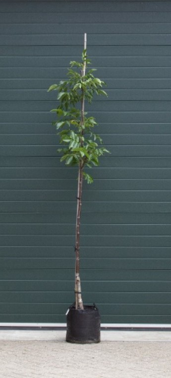 Walnotenboom ‘Buccaneer' - ‘Juglans regia Buccaneer’ 250 - 300 cm totaalhoogte (6 - 8 cm stamomtrek)