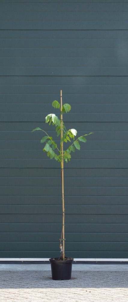 Walnotenboom Lange van Lod Juglans regia Lange van Lod h 187,5 cm st. omtrek 2 cm - Warentuin Natuurlijk