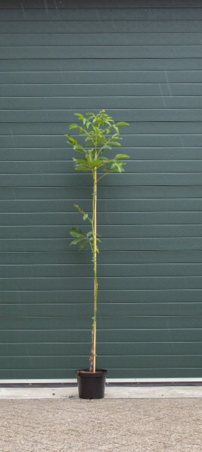 Walnotenboom Broadview Juglans r. Broadview h 225 cm st. omtrek 3 cm - Warentuin Natuurlijk