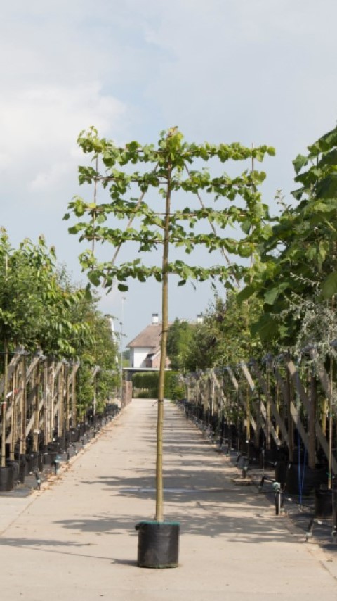 Leilinde Tillia Europaea Pallida - 200 cm Stamhoogte