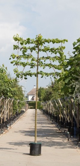 Bomenbezorgd.nl - Boom - Leilinde - 220 cm stamhoogte (14-18 cm stamomtrek) - ''Tillia europaea ‘Pallida''