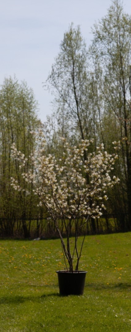 Bomenbezorgd.nl Krentenboom meerstammig - ‘Amelanchier lamarckii’ 125 - 150 cm totaalhoogte
