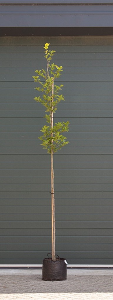 Magnolia Leonard Messel Magnolia loebneri Leonard Messel h 225 cm st. omtrek 7 cm st. h 150 cm