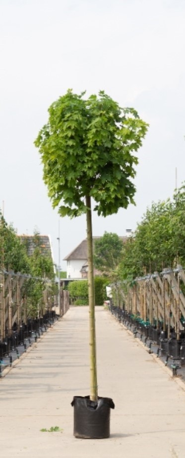 Bomenbezorgd.nl - Boom - Groene bol esdoorn - Stamhoogte 220cm (stamomtrek 10-14 cm) - ''Acer pl. Globosum''