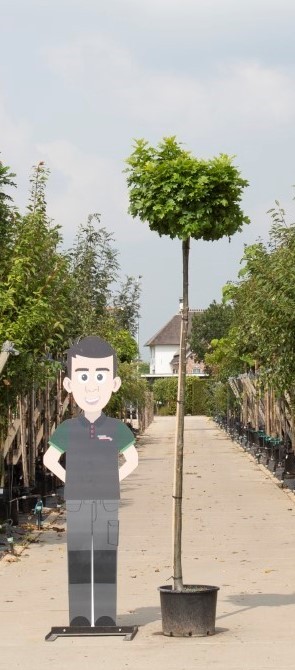 Bomenbezorgd.nl - Boom - Bol Moeraseik - Stamhoogte 220 cm (10-14 cm stamomtrek) - ‘Quercus pal. 'Green Dwarf'’