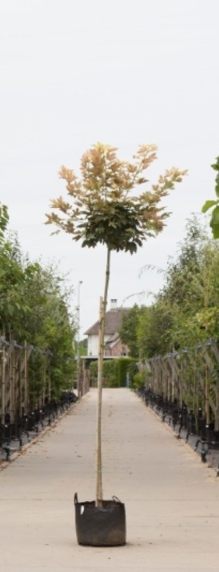 Bomebezorgd.nl - Boom - Bol Gele Esdoorn - Totaalhoogte 220-240 cm (6-8 cm stamomtrek) Stamhoogte 200 cm - ''Acer ps. Brilliantissimum''