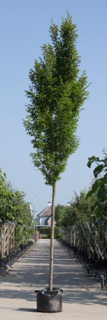 Bomenbezorgd.nl - Zuilboom - Haagbeuk - Stamhoogte 200-240 cm (14-18 cm stamomtrek) - Totaalhoogte 400-500 cm - ''Carpinus betulus Fastigiata''