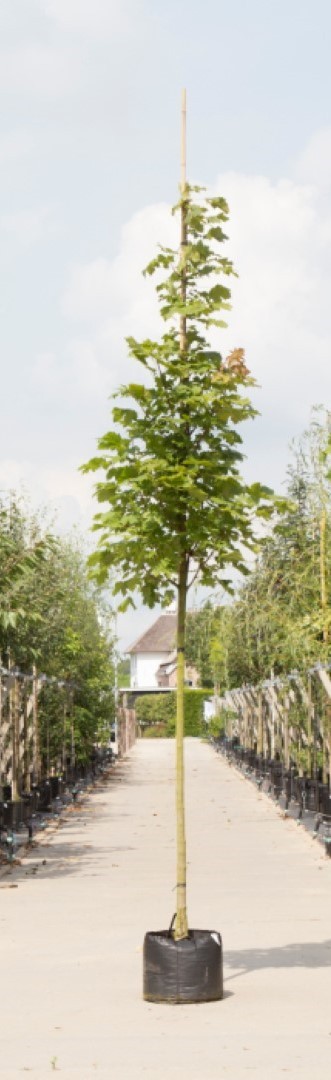 Zuil esdoorn Acer platanoides Columnare Totaalhoogte 300-400 cm stamomtrek 10-14 cm