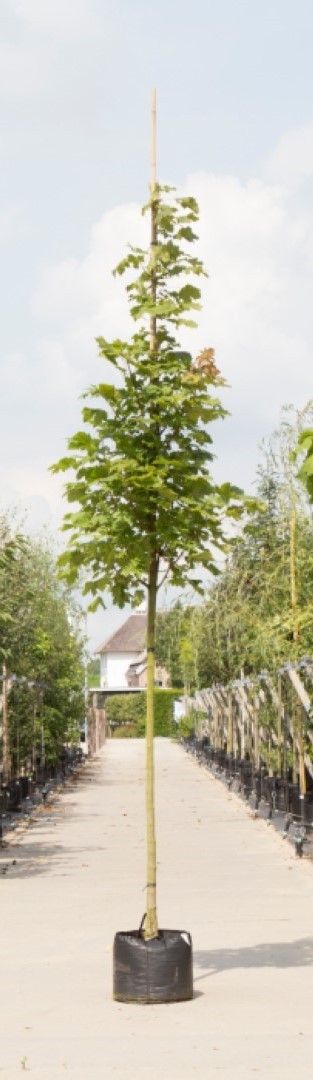 Bomenbezorgd.nl - Zuilboom - Esdoorn - Totaalhoogte 400-500 cm (14-18 cm stamomtrek) - ''Acer platanoides Columnare''