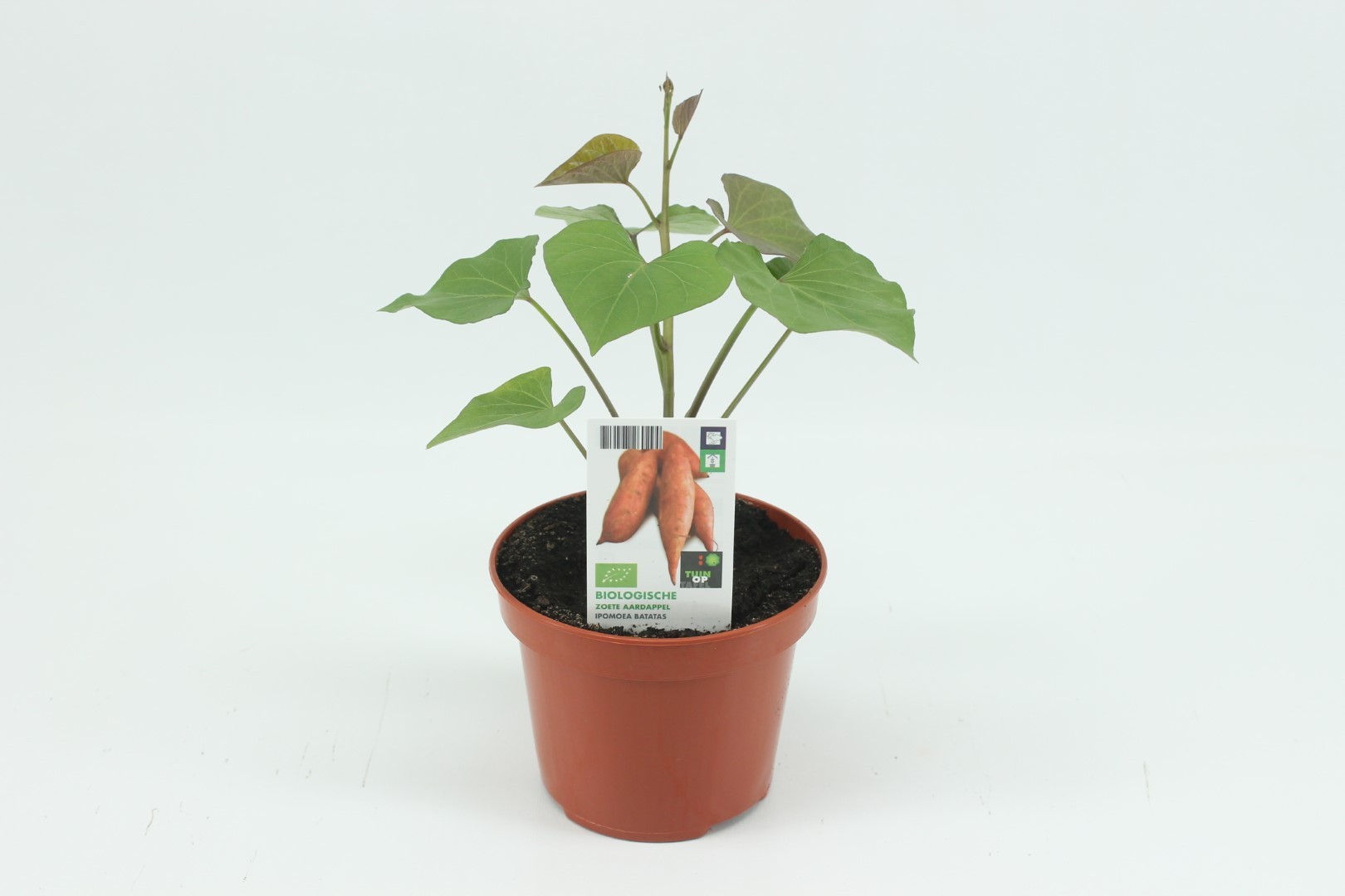 Zoete aardappel oranje - Biologisch - 3 planten - potmaat 12 cm