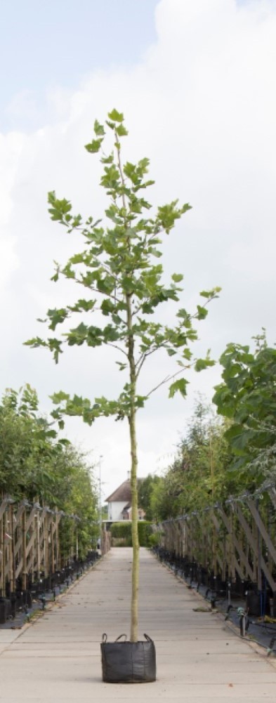 Platanenboom - Platanus hispanica 200 - 300 cm totaalhoogte (6 - 10 cm stamomtrek)