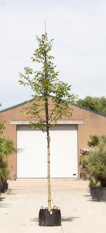 Bomenbezorgd.nl - Walnoot - Gewone walnotenboom - 400-500 cm totaalhoogte (14-18 cm stamomtrek) - ''Juglans Regia''
