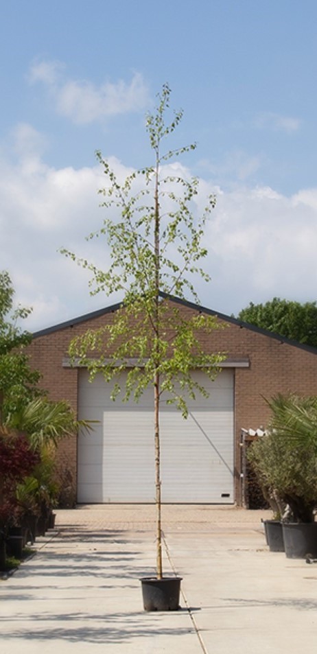 Ruwe berk - Betula pendula 300 - 400 cm (10 - 14 cm stamomtrek)