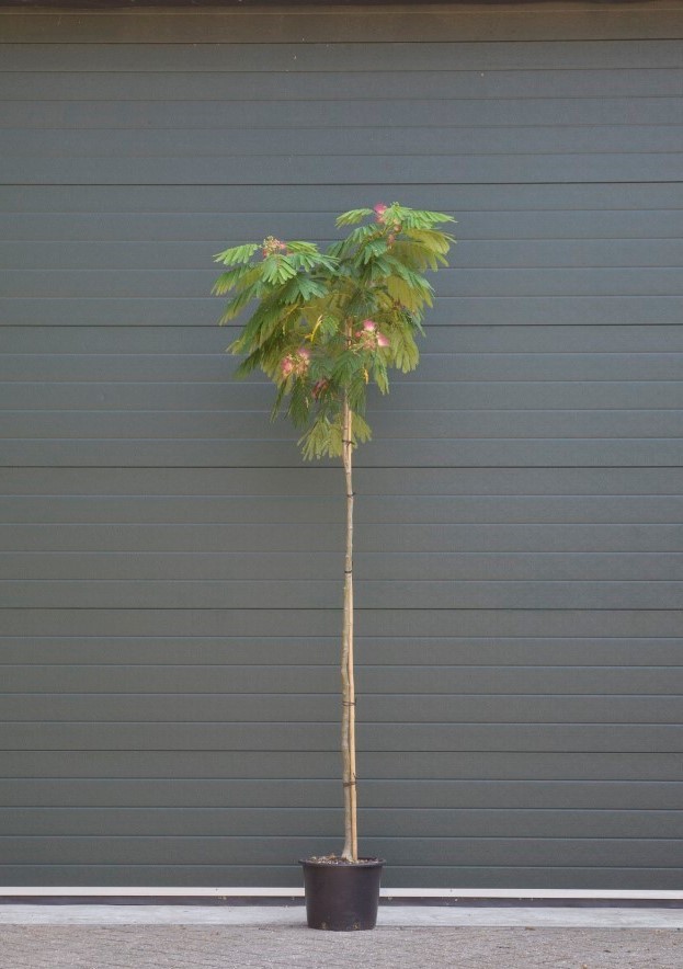 Bomenbezorgd.nl - Bloesemboom - Perzische slaapboom - 180 -200 cm - hoogstam - Albizia julibrissin