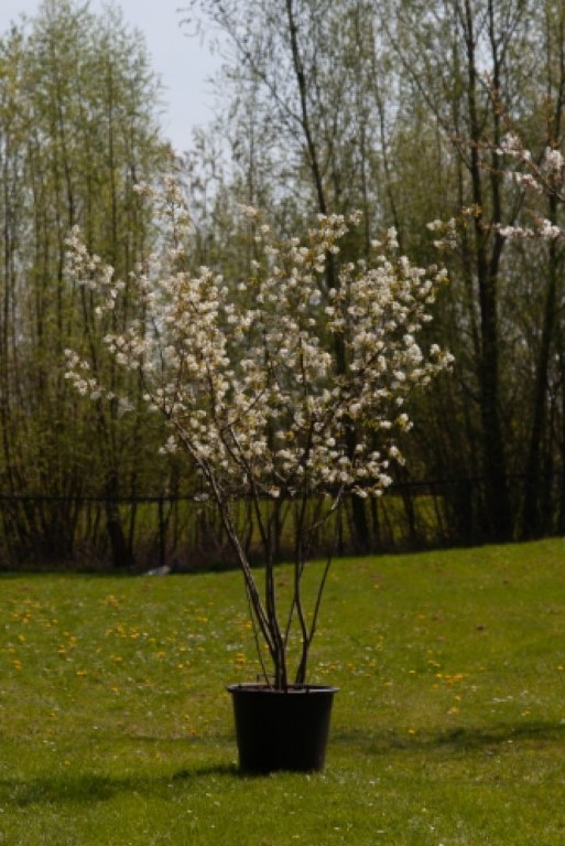 Bomenbezorgd.nl - Boom - Krentenboom meerstammig - 150- 175cm hoog - Amelanchier lamarckii
