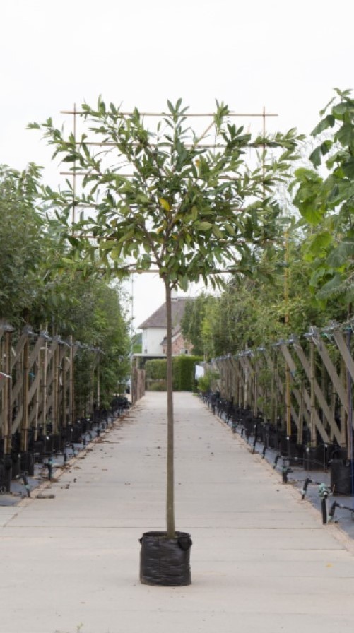 Laurierkers als leiboom - ‘Prunus laurocerasus’ 150 cm stamhoogte (8 - 12 cm stamomtrek)