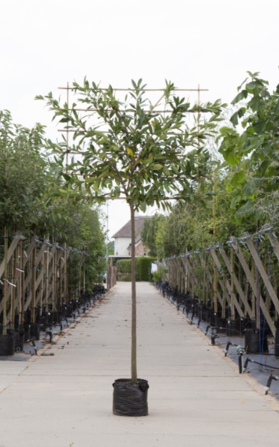 Laurierkers als leiboom - ‘Prunus laurocerasus’ 180 cm stamhoogte (8 - 12 cm stamomtrek)